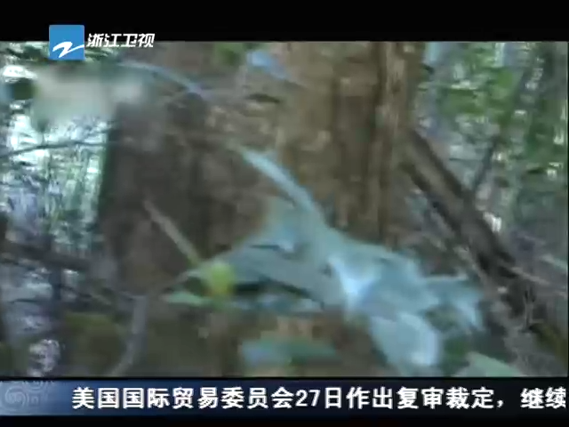 实拍盗猎者疯狂猎杀猕猴等野生动物截图