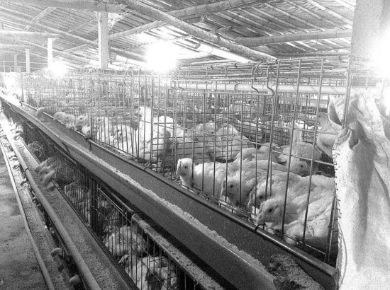 肯德基“速成鸡”再曝安全隐患:花钱能买检疫合格证