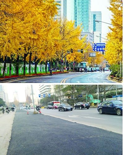 一夜间,北京西路银杏树哪去了