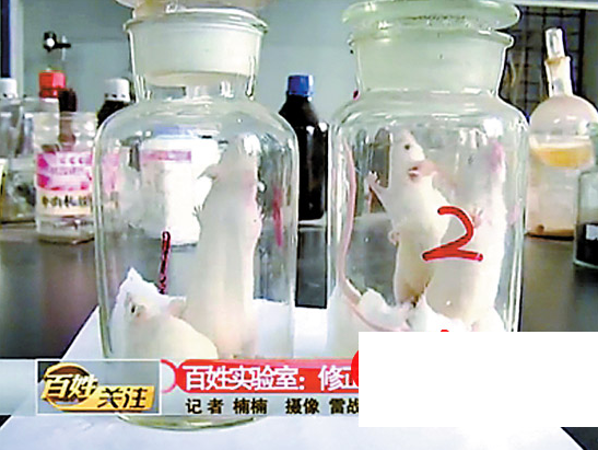 网传涂改液有毒 3分钟毒死小白鼠