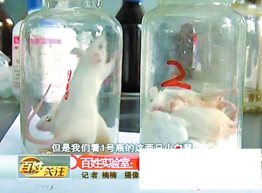 网传涂改液有毒 3分钟毒死小白鼠