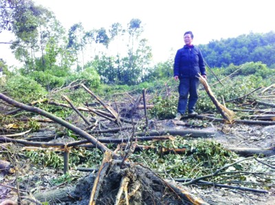 工程建设在即?安庆一村民种植的2000棵香樟转眼被铲断