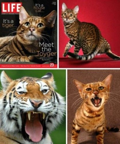 虎皮猫
