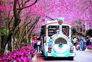 日月潭畔浪漫樱花彩廊