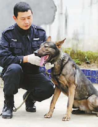 警犬晴天正在辨别嫌疑人气味