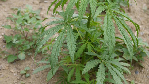 大麻草(资料图片)