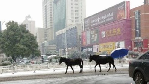 长沙街头两骡子雪中漫步 网友:不是私奔吧