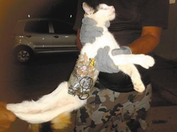 被管理员抓住的小猫身上绑着手机及电钻等挖掘工具