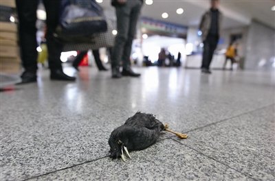 因携带小鸟不能过火车站安检 老者怒将其砸死