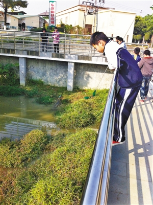 学生踏上栏杆戏弄鳄鱼。