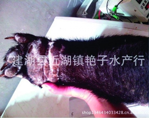 熊掌