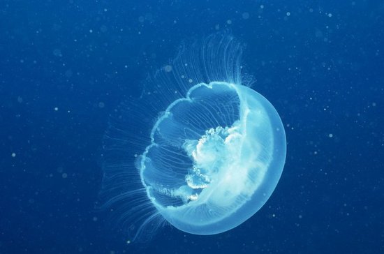 大洋深处现奇异生物 暗示宇宙生命或异常顽强