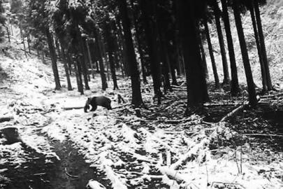 大熊猫朝山上走去