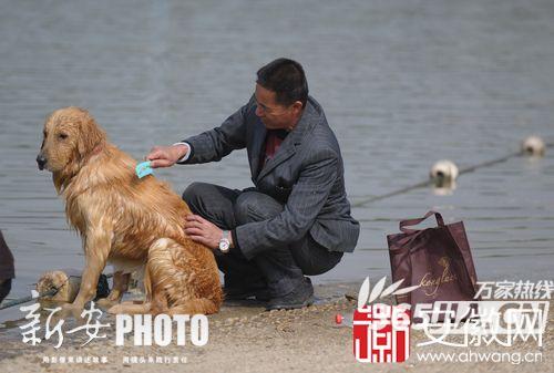 合肥天鹅湖竟然成宠物“浴场”