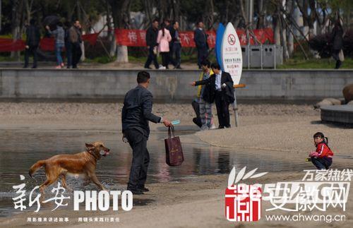 合肥天鹅湖竟然成宠物“浴场”