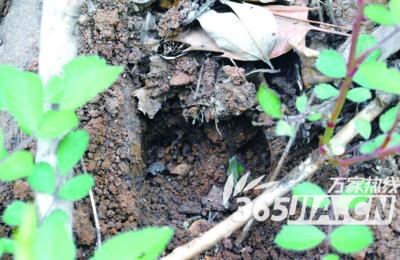 游客称大蜀山上撞见野猪 记者探访发现疑似猪蹄印