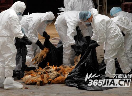 ѼƷмH7N9в Ϸʿʼɱ
