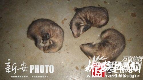 被刺死的小野猪