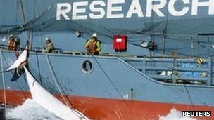 日本每年捕杀约1000头鲸鱼。(自路透社)